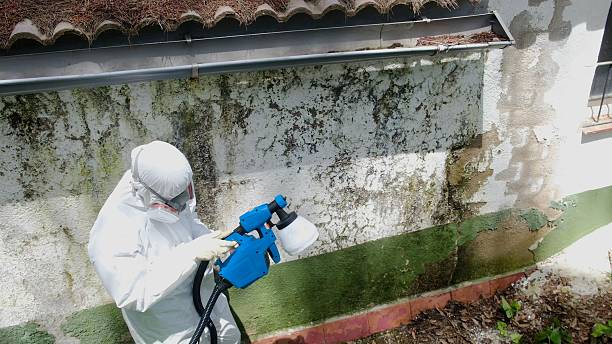 Mold Removal service in New Enterprise